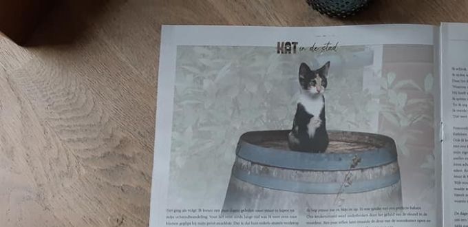 Kat in de Stad